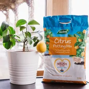 citrus potting mix next to lemon tree