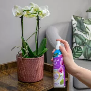 orchid mist in use
