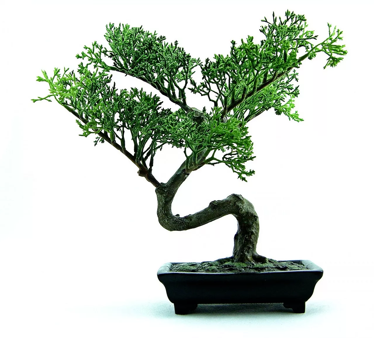 bonsai tree