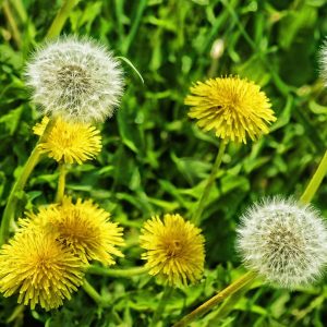 dandelion weed