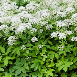 ground elder