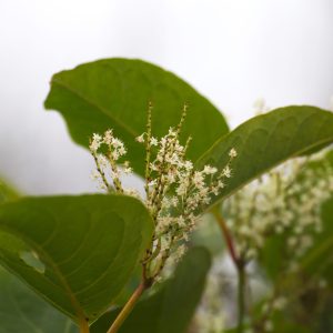 Japanese knotweed