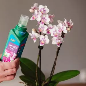 orchid feed in use