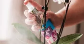 How to care for your orchid