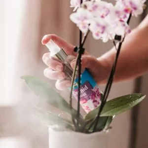 Westland Orchid Mist