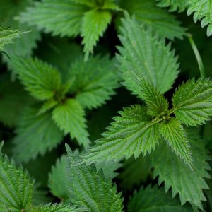 stinging nettles