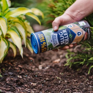 growing success slug killer pellets 500g plus 15% extra free next to hosta