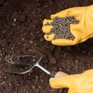 chicken manure in use