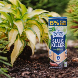 growing success slug killer pellets 500g plus 15% extra free next to hosta