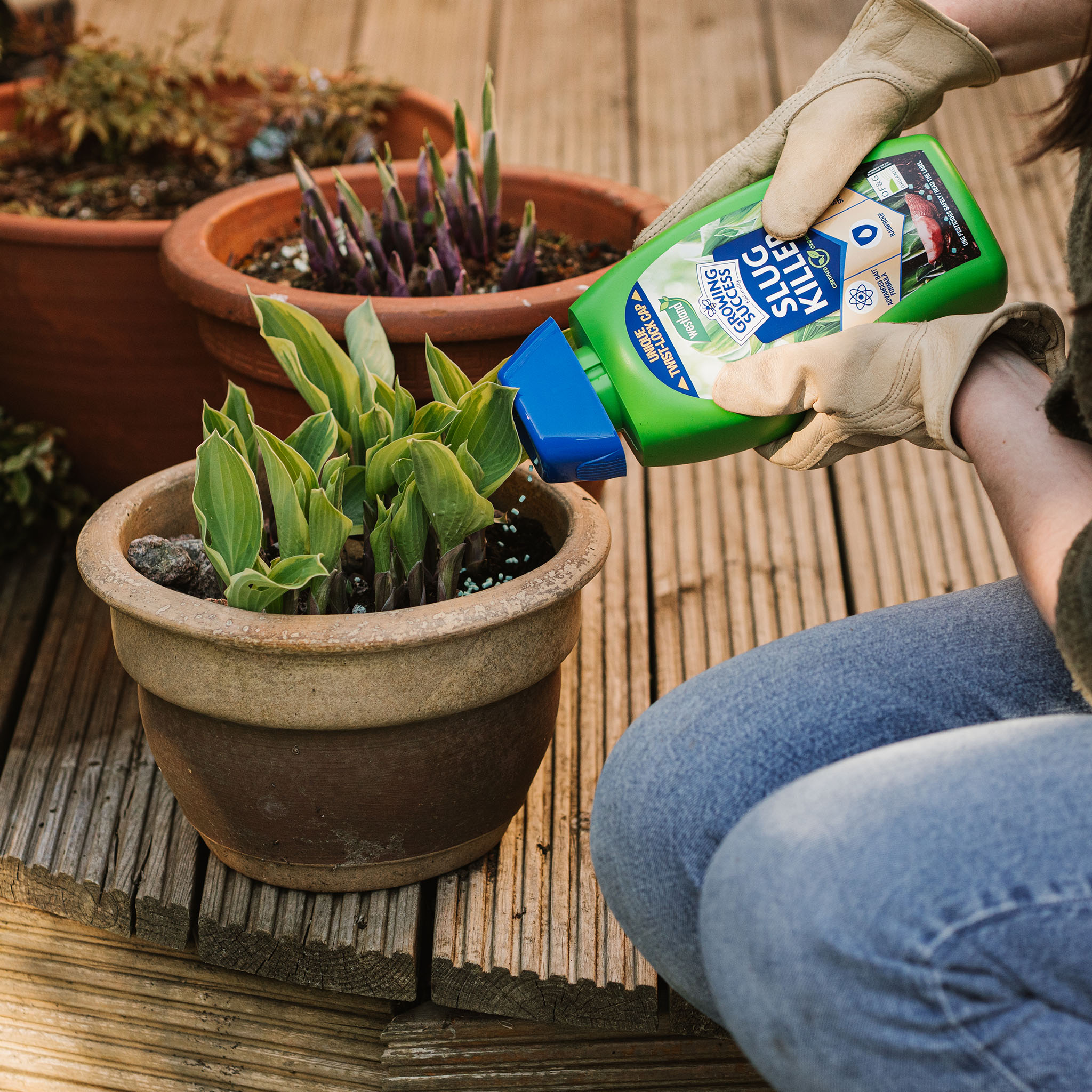 growing success slug killer 800g beigng applied to pot hostas