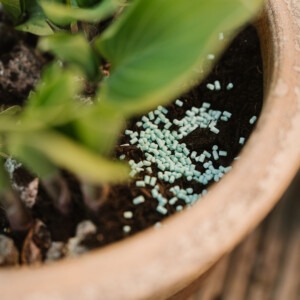 growing success slug killer 800g in pot of hostas