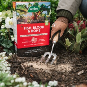 fish blood and bone being forked and added to soil