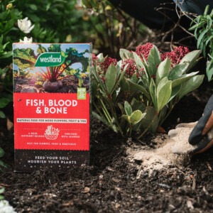 fish blood and bone being forked and added to soil