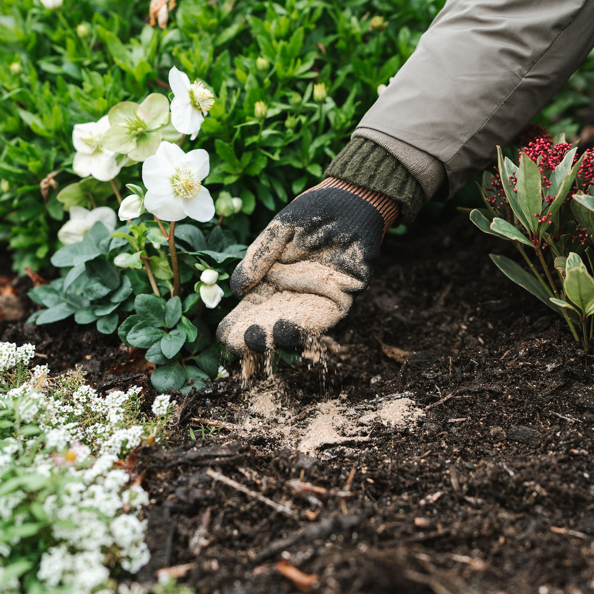 fish blood and bone being added to soil