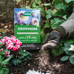 westland growmore being forked into soil