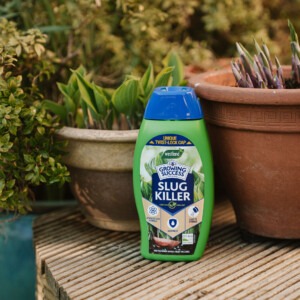 growing success slug killer 800g beside hostas