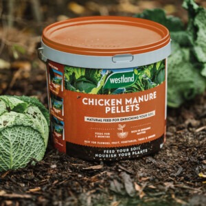 chicken manure in soil