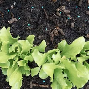 Growing Success Slug Killer Advanced pellets in soil