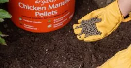 Choose Organic Chicken Manure for enriching your soil and plants
