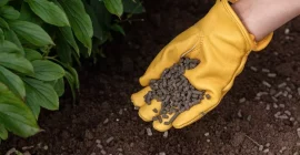 Fertilising your plants