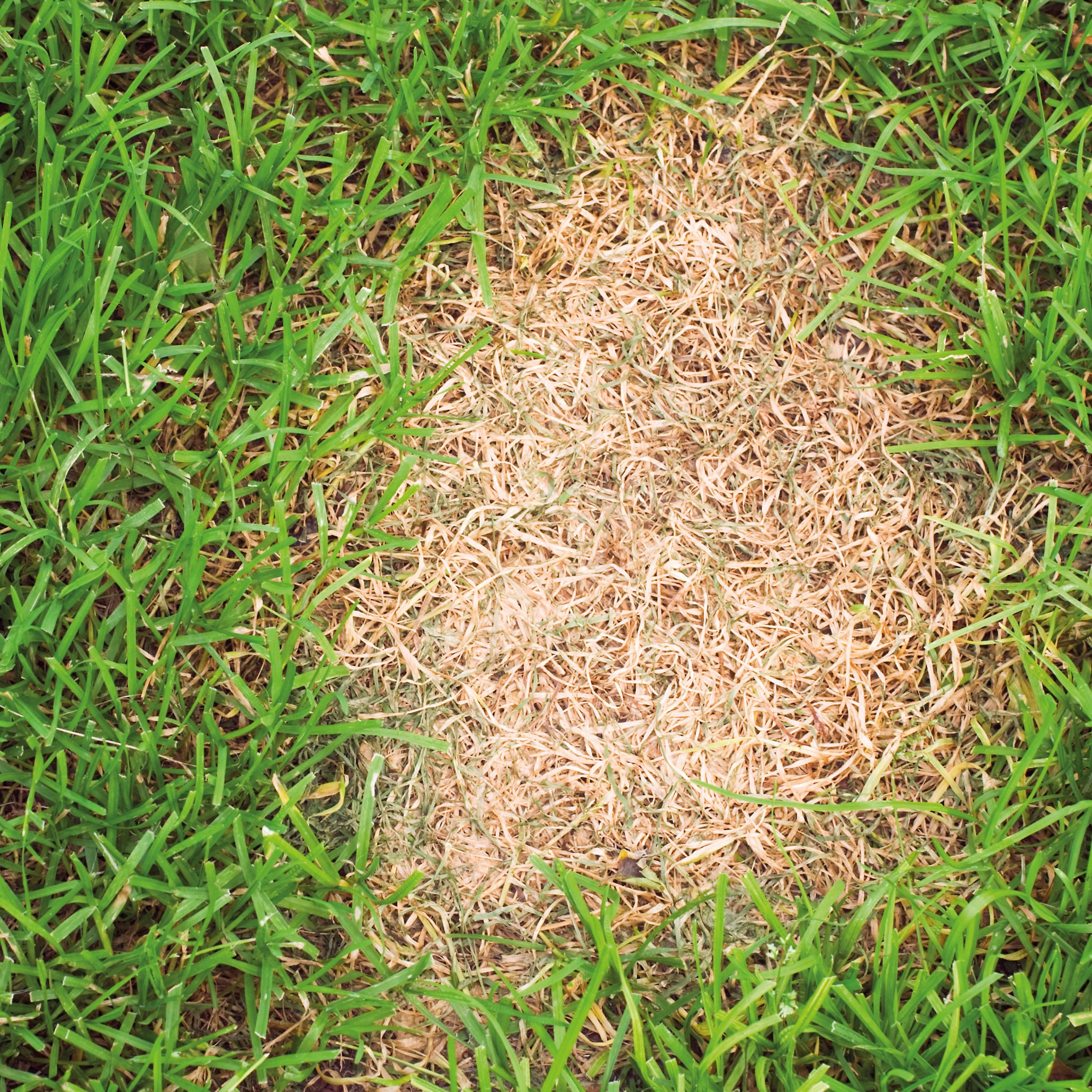 lawn patches