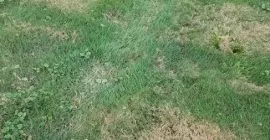 How to repair lawn patches