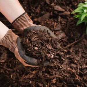 westland bed and border chipped bark close up in hands in garden border