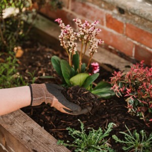 westland decorative mini bark close up being put in small planter