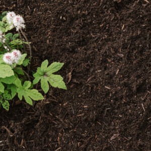 westland composted bark laying in garden border