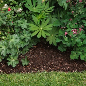 westland composted bark laying in garden border