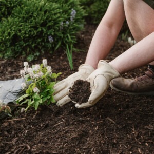 westland composted bark laying in garden border with someone applying it