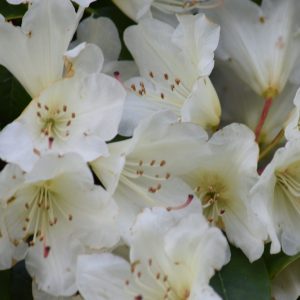 azaleas