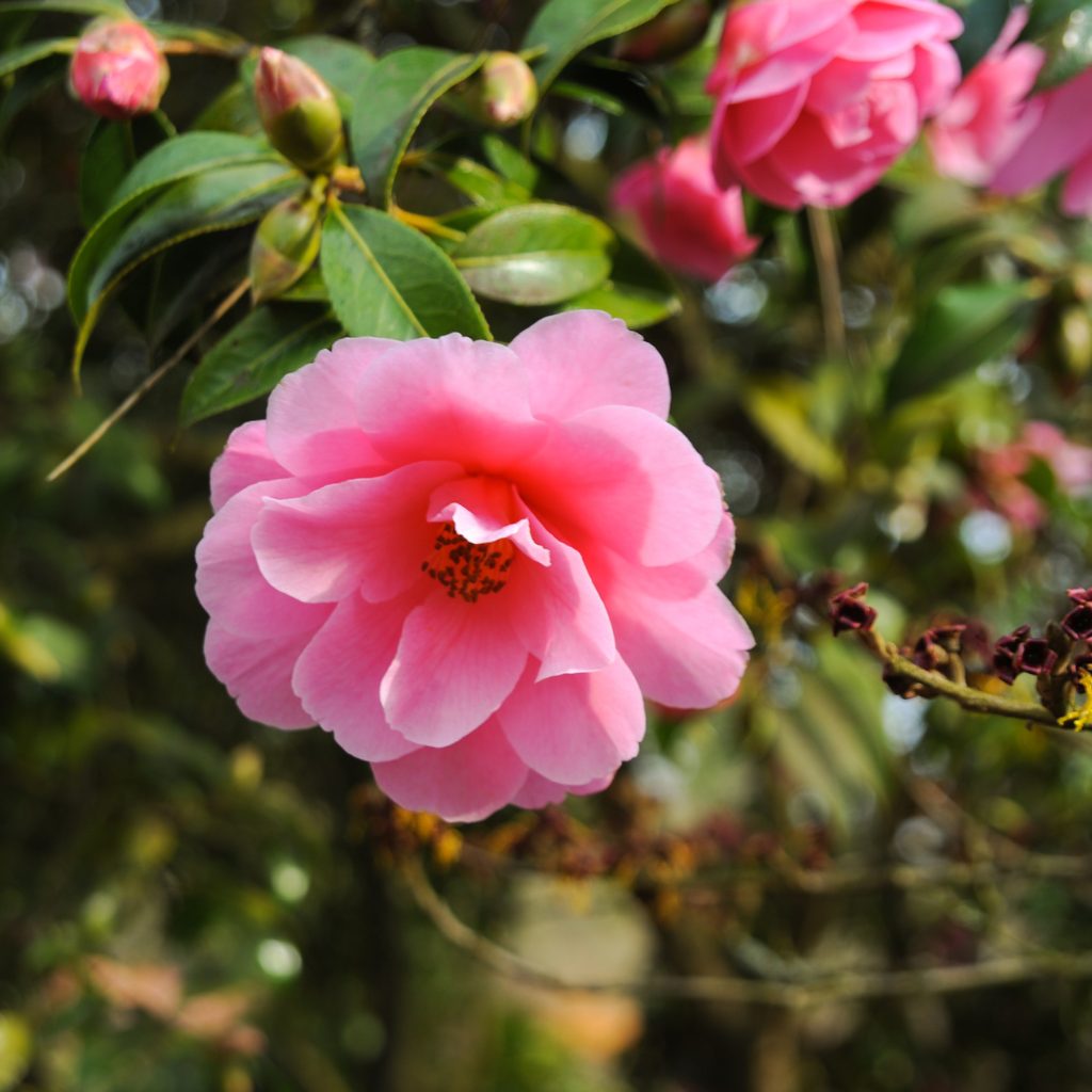 How to Deadhead Flowers Garden Advice Westland Garden Health