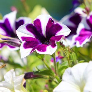 petunias deadhead flowers