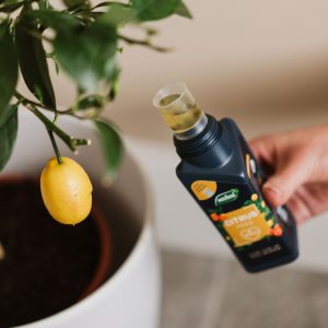 Westland citrus feed bottle full with liquid