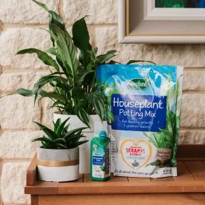 houseplant compost and feed