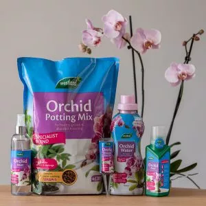 orchid all products