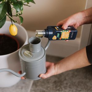 Pouring Westland citrus feed into watering can