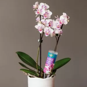 orchid droplet feeder in use