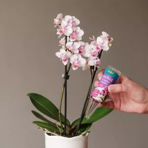 orchid droplet feeder in use