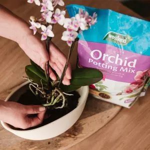 orchid mix in use