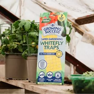growing success whitefly traps in situ