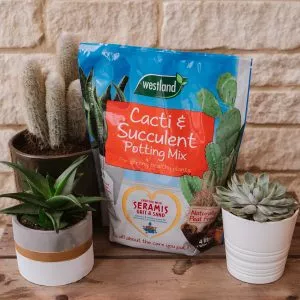 cacti and succulent potting mix