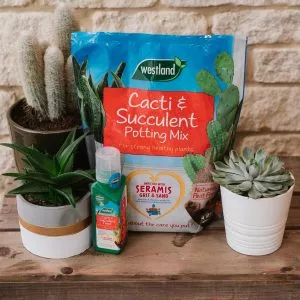 cacti and succulent potting mix and feed