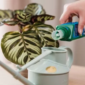 houseplants feed water pouring in can
