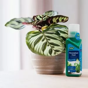 houseplant feed