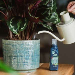 houseplant feed