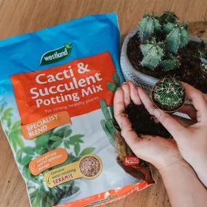 cacti potting mix in use