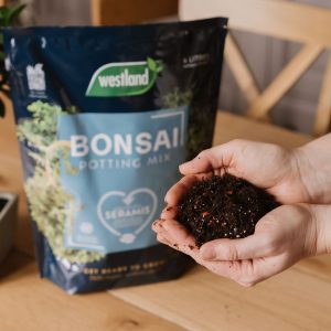 Westland Bonsai Potting Mix with compost in person's hand