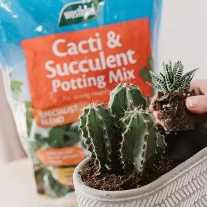 cacti potting mix in use